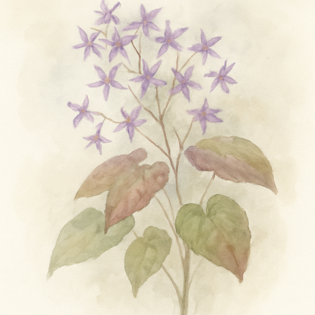 Epimedium ‘Purple Pixie’