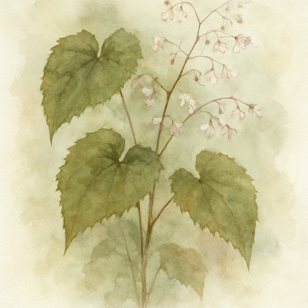 Epimedium sp. Yunnan