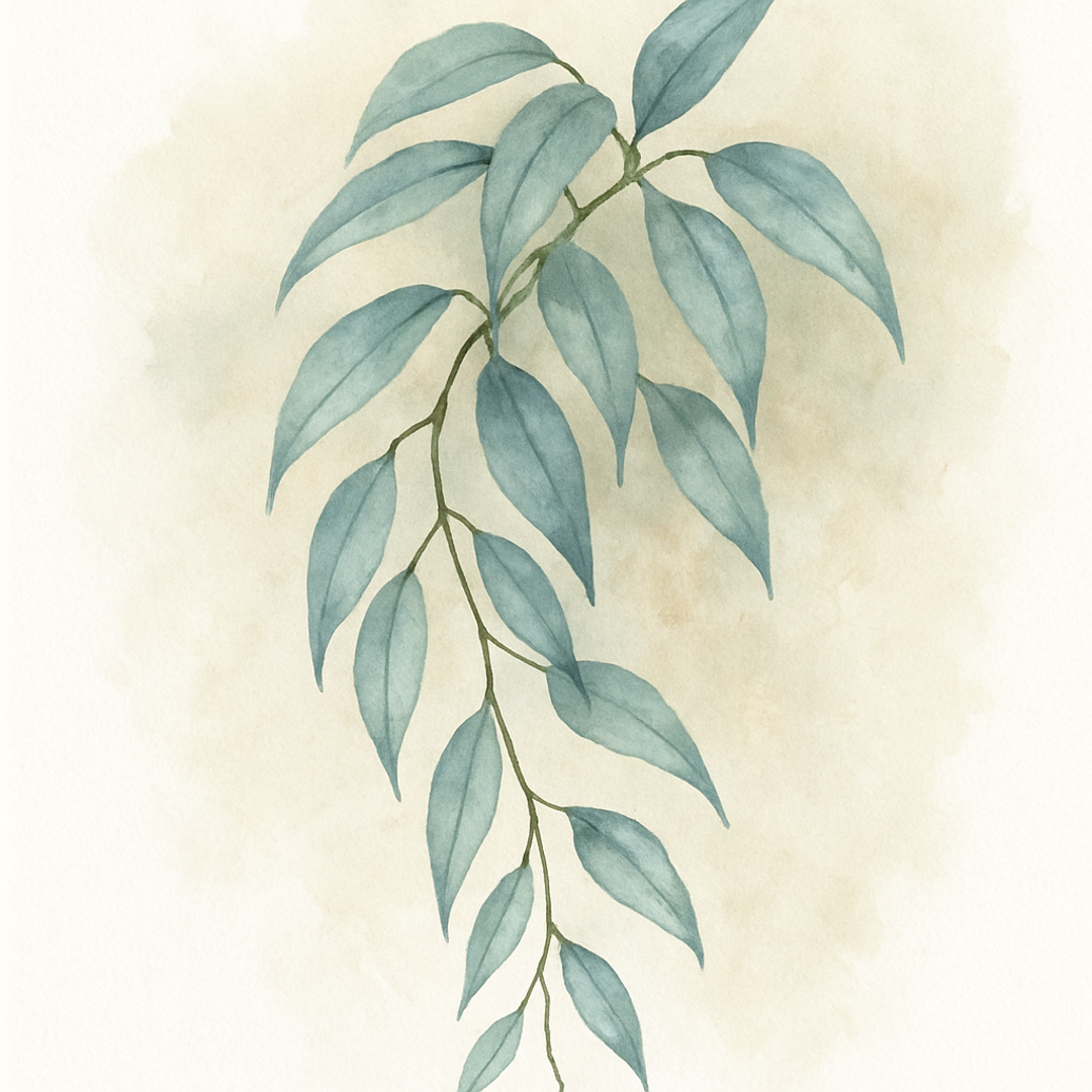 Epipremnum pinnatum 'Cebu Blue'