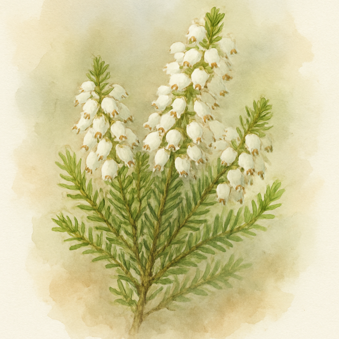 Erica carnea Springwood White