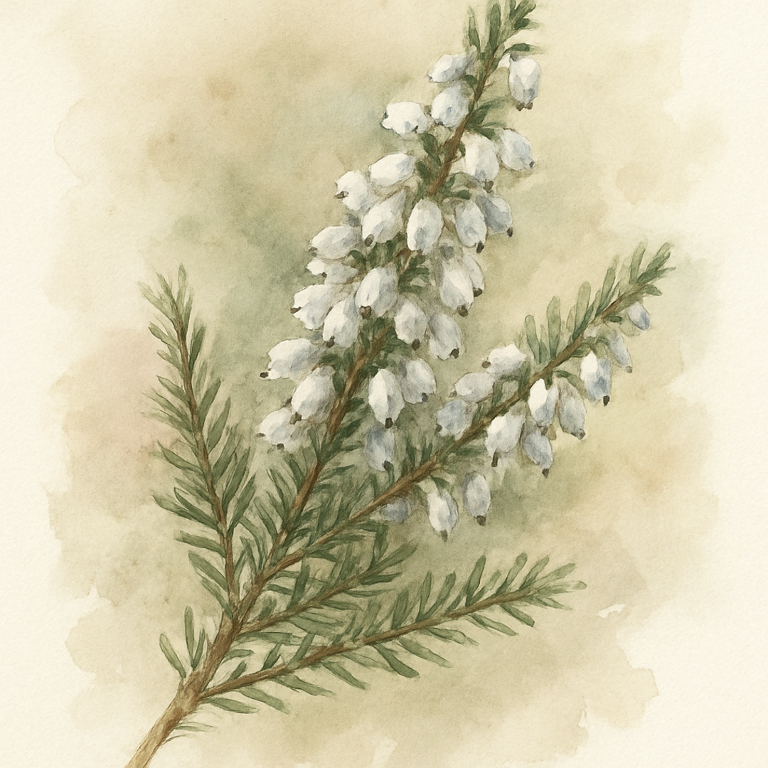 Erica × darleyensis Silberschmelze