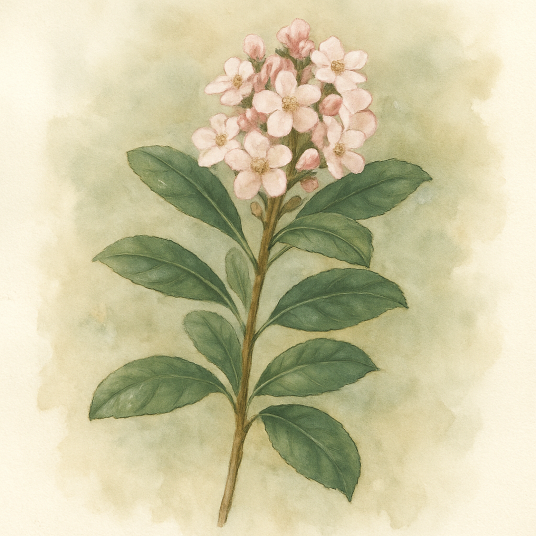 Escallonia Iveyi