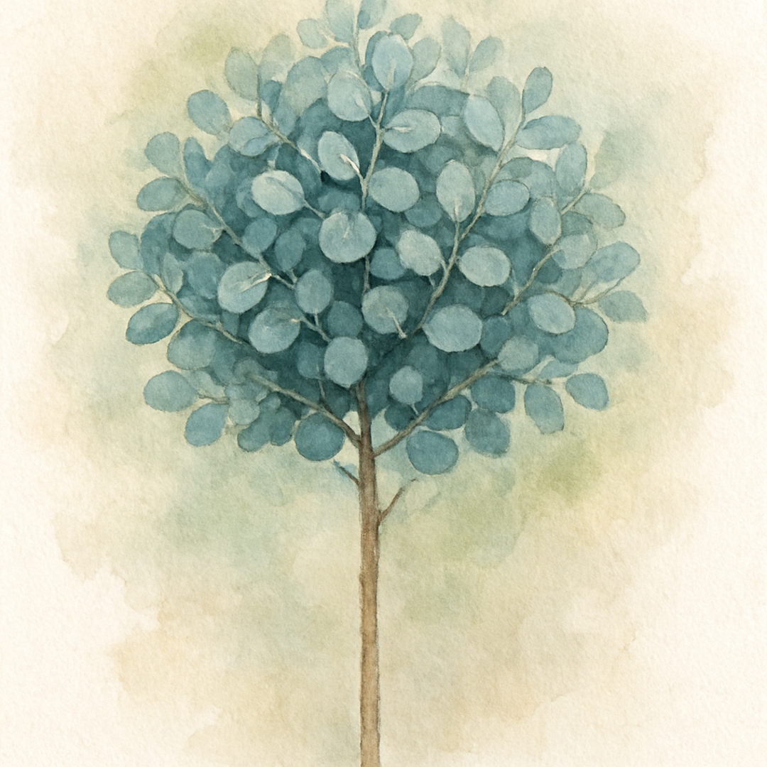 Eucalyptus 'Azura 100 Stem' (half standard)