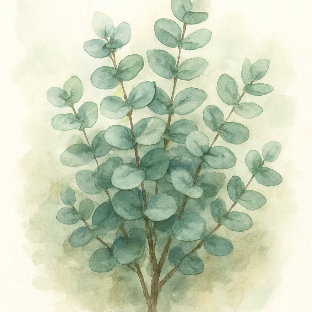 Eucalyptus Baby Blue