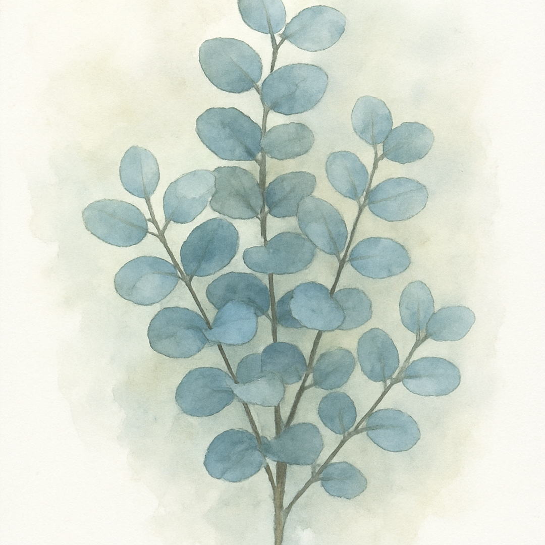 Eucalyptus cinerea Silver Dollar