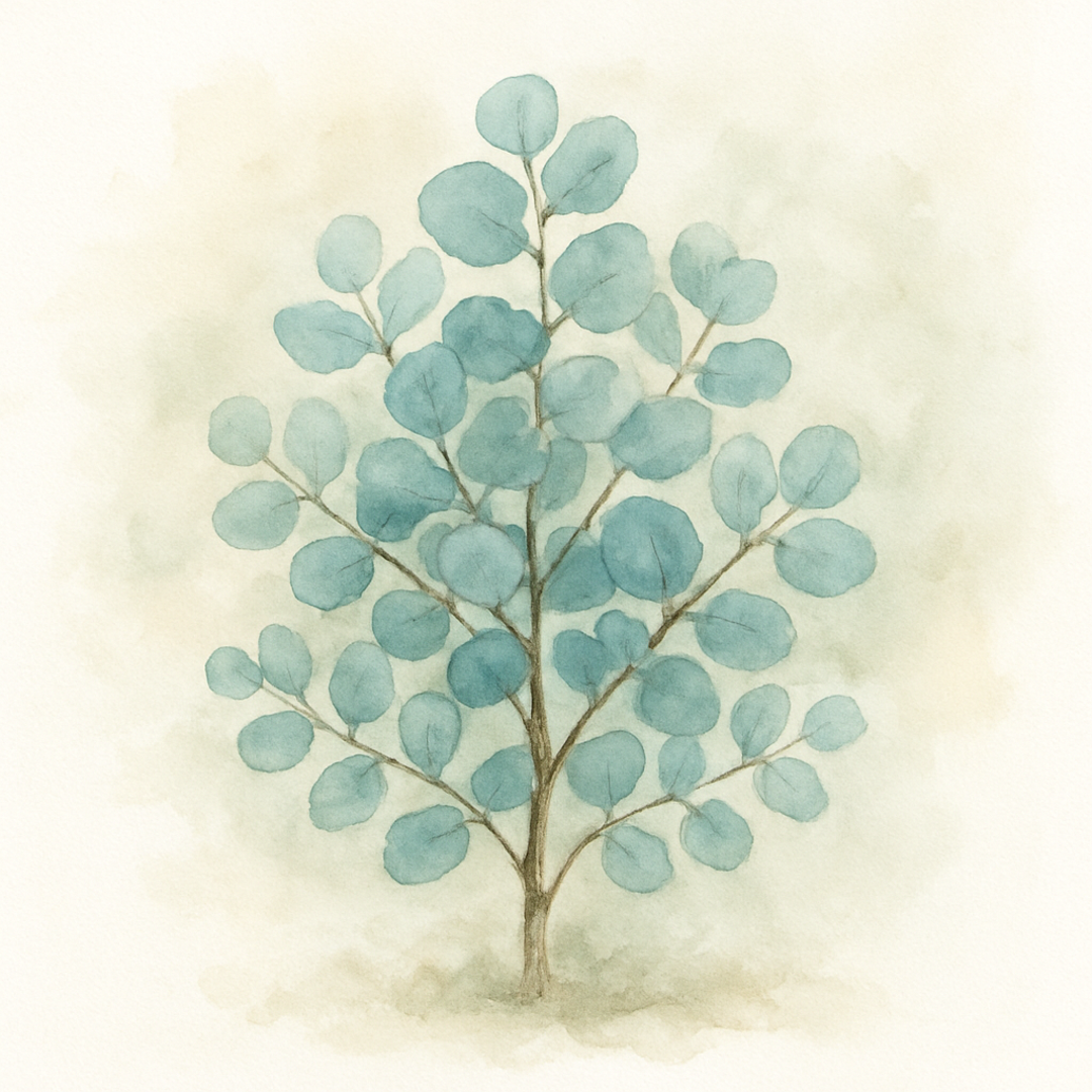 Eucalyptus gunnii ‘Azura’