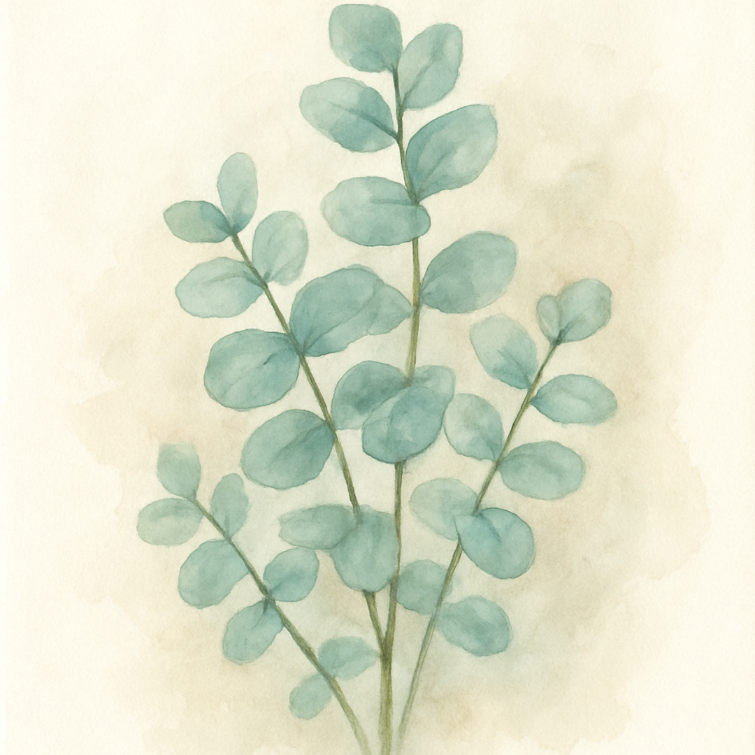 Houseplant Eucalyptus Seeds 'Baby Blue'