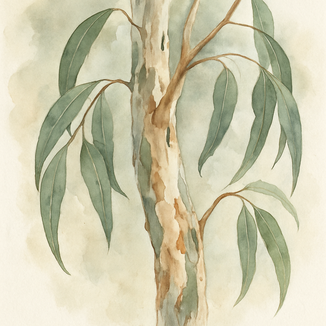 Snow Gum