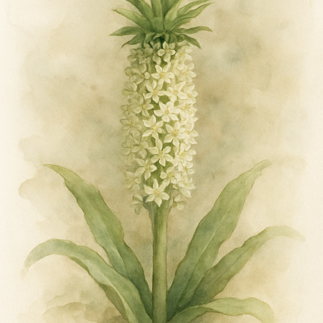 Pineapple Lily