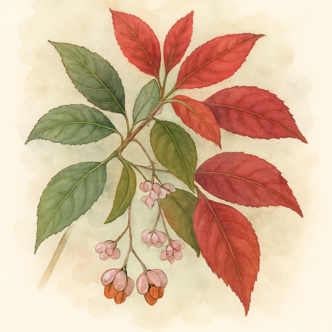 Euonymus ‘Scarlet Wonder’