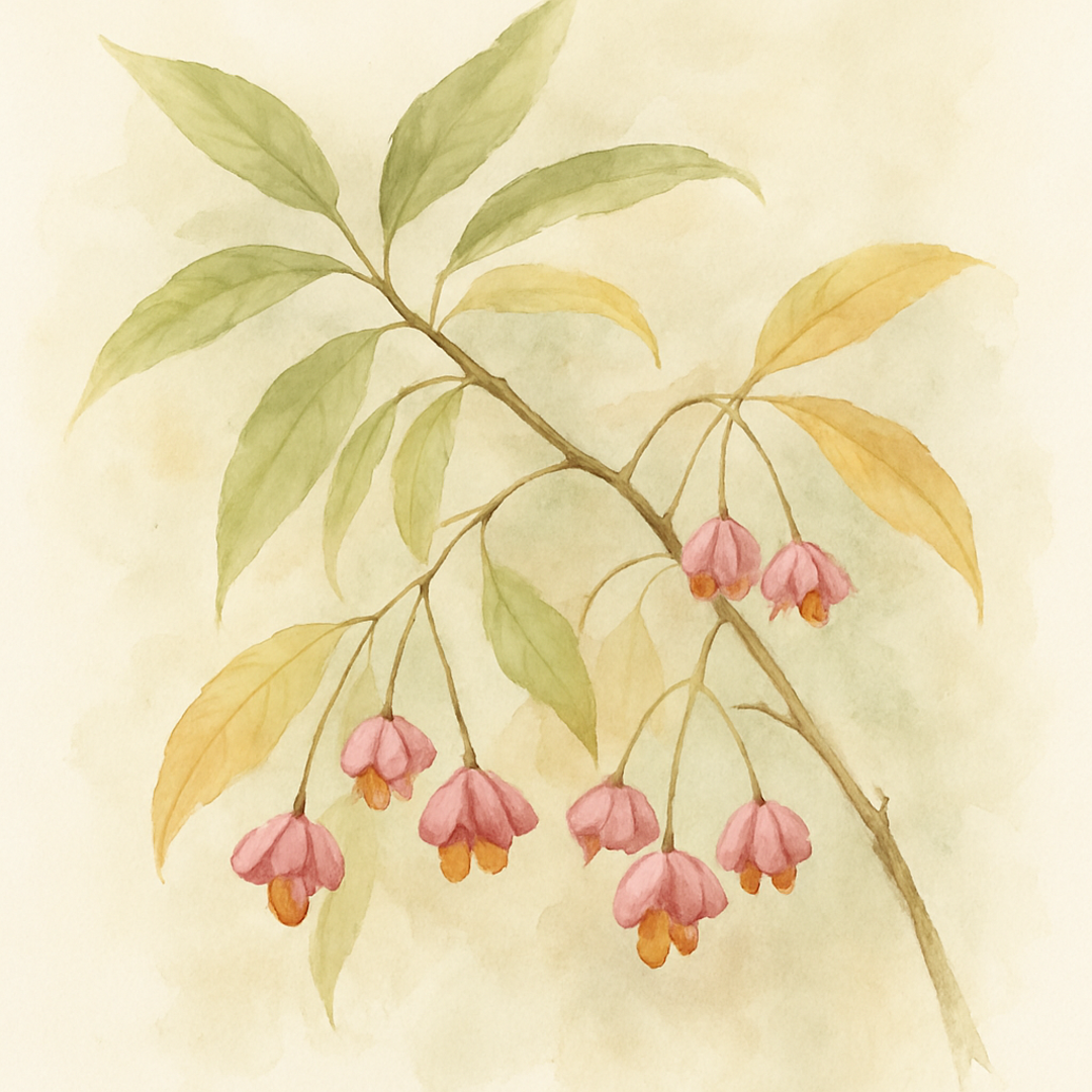 Euonymus bungeanus Winterberry Spindletree