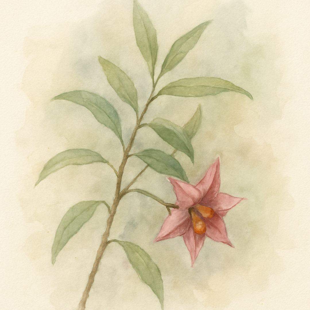Euonymus cornutus – Five Horned Spindle