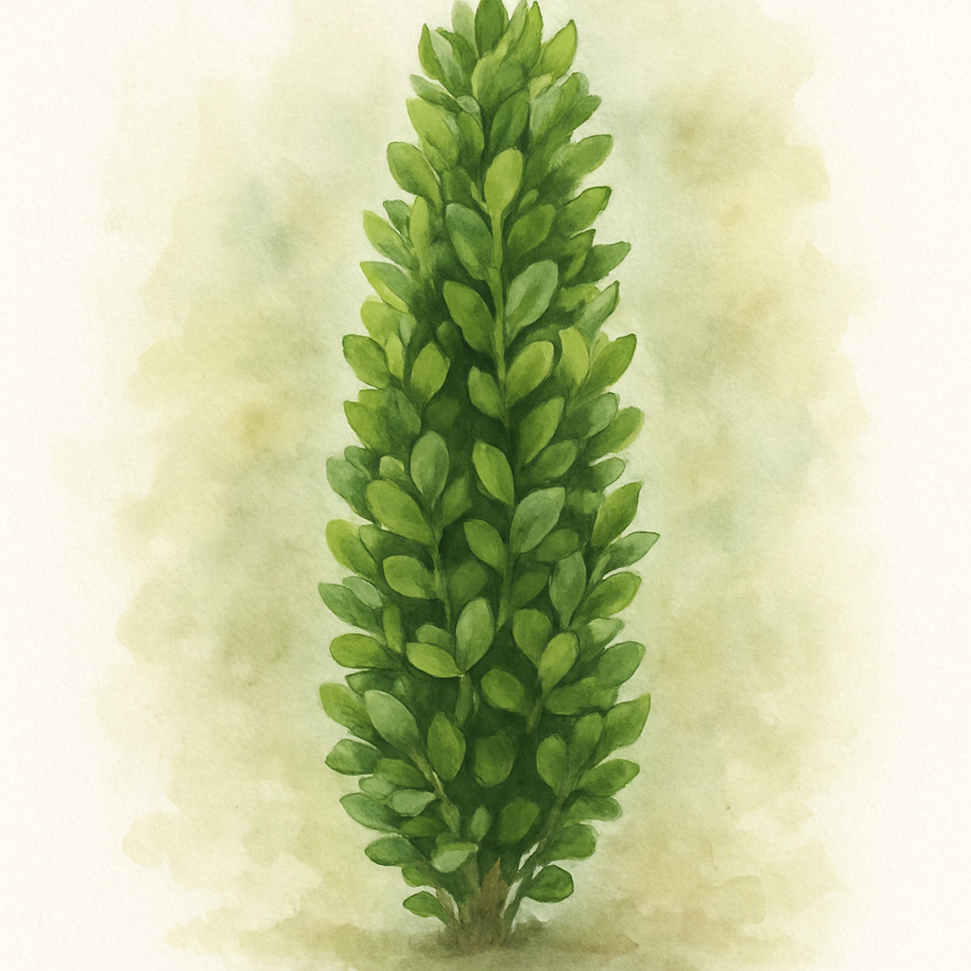 Euonymus japonicus Green Rocket