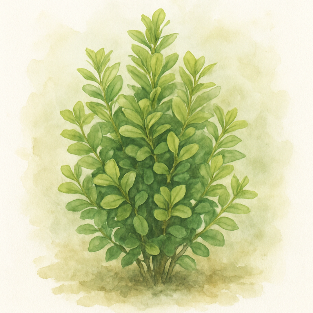 Euonymus japonicus