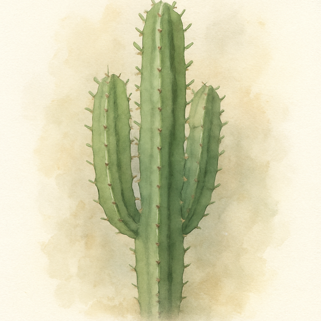Euphorbia Erytrea