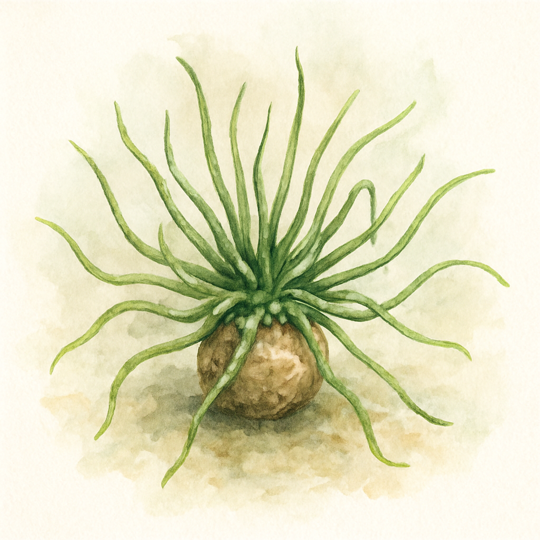 Euphorbia flanaganii Medusa Plant