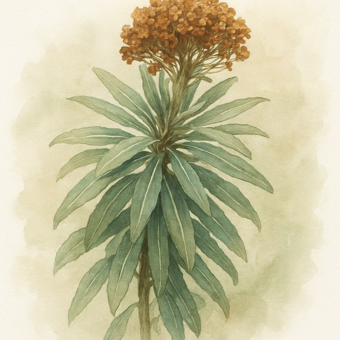 Euphorbia mellifera