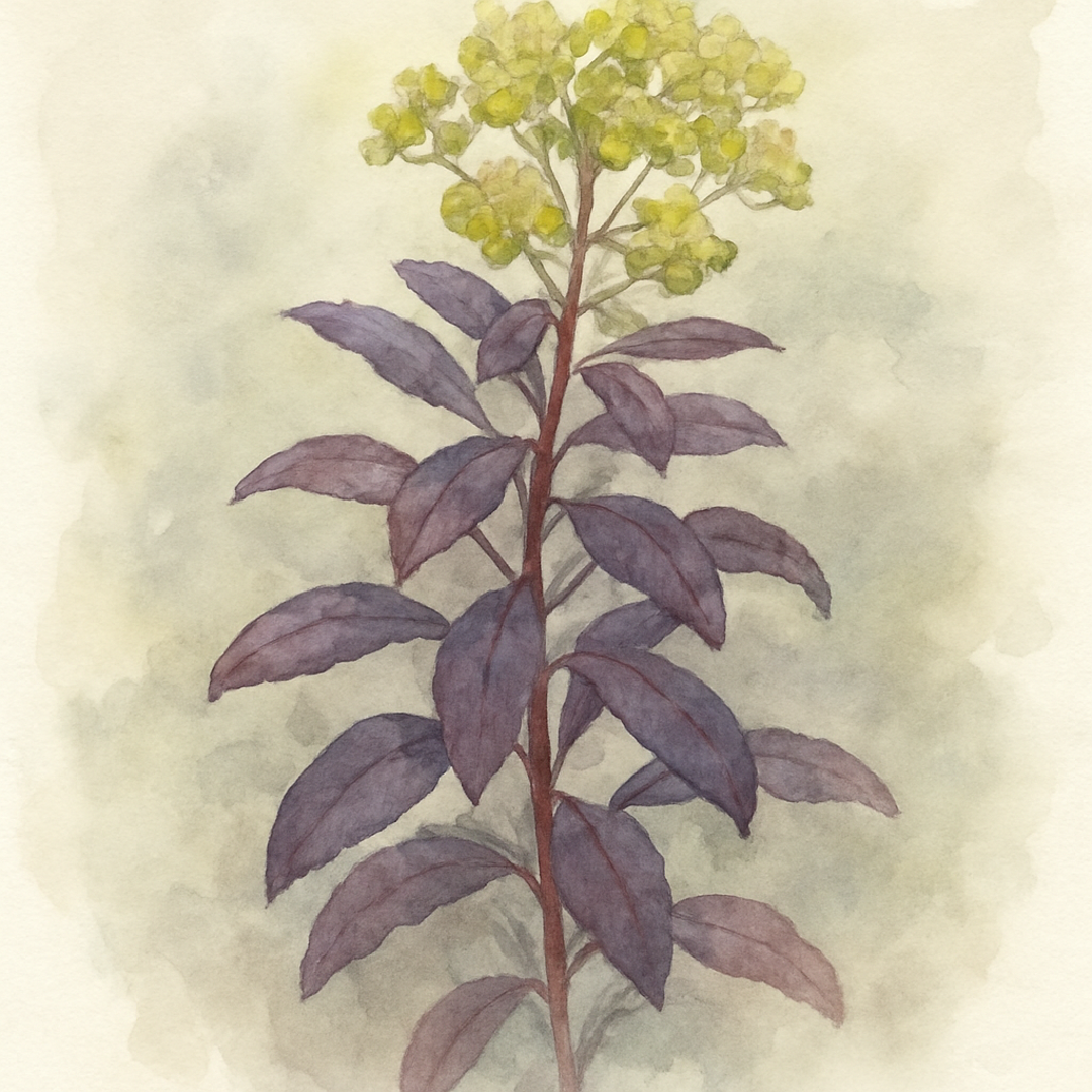 Euphorbia Purpurea