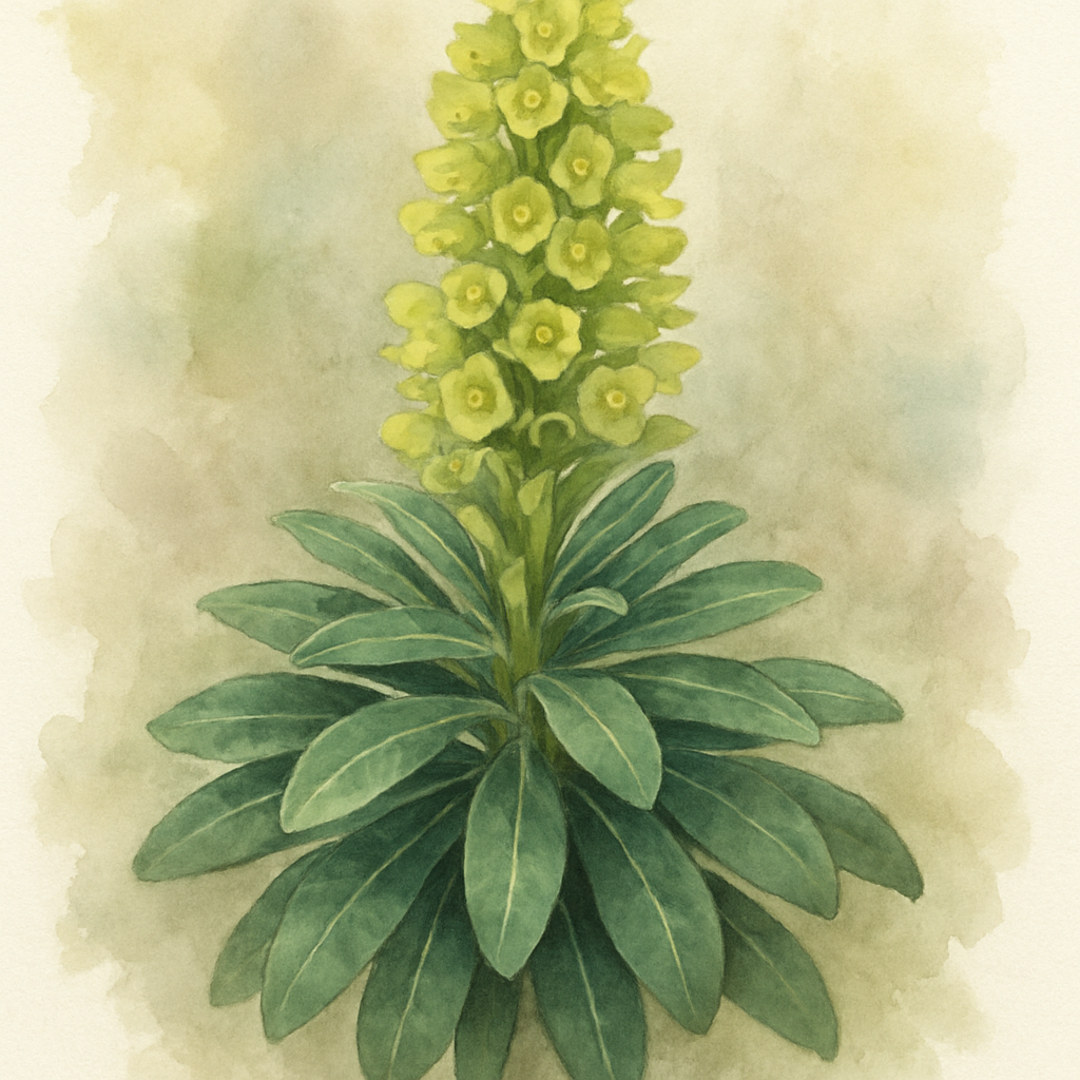 Euphorbia