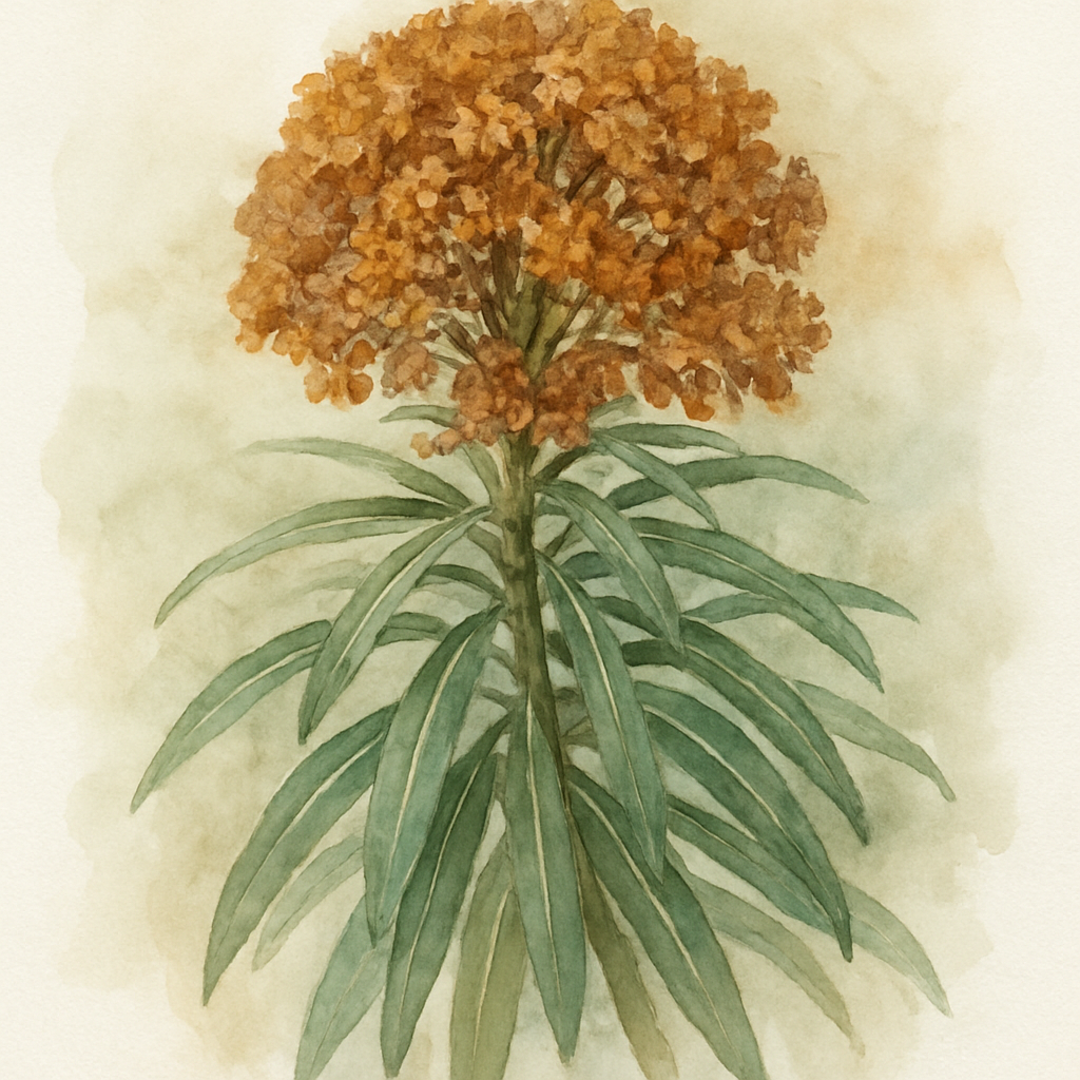 Euphorbia x pasteurii
