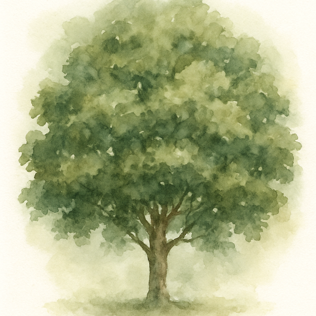 Assorted Fagus Trees