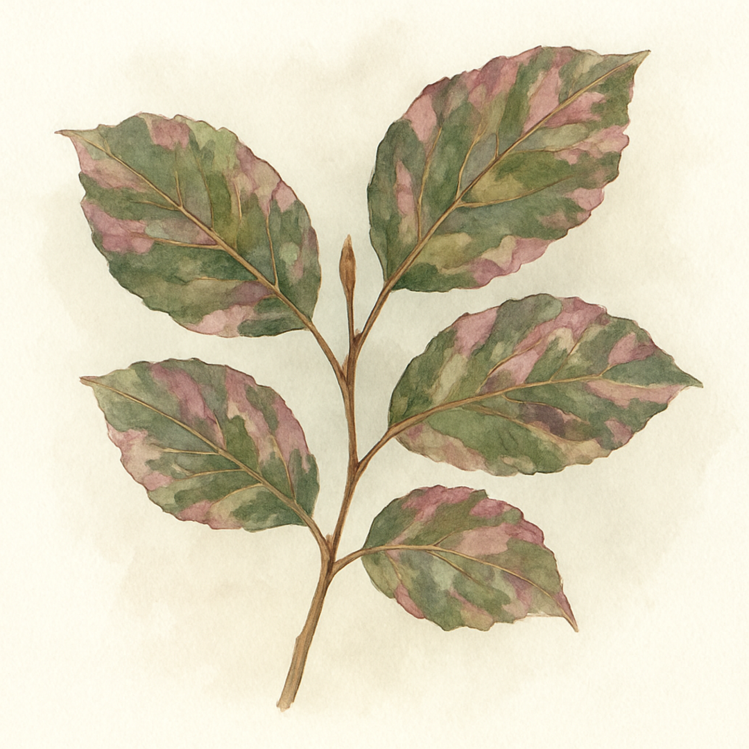 Fagus sylvatica ‘Purpurea Tricolor’