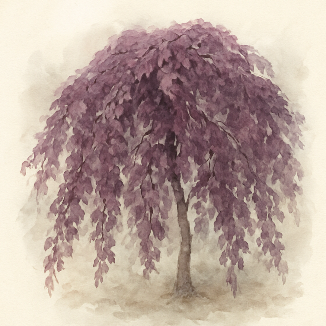 Fagus sylvatica 'Purpurea Pendula' Weeping Purple Beech