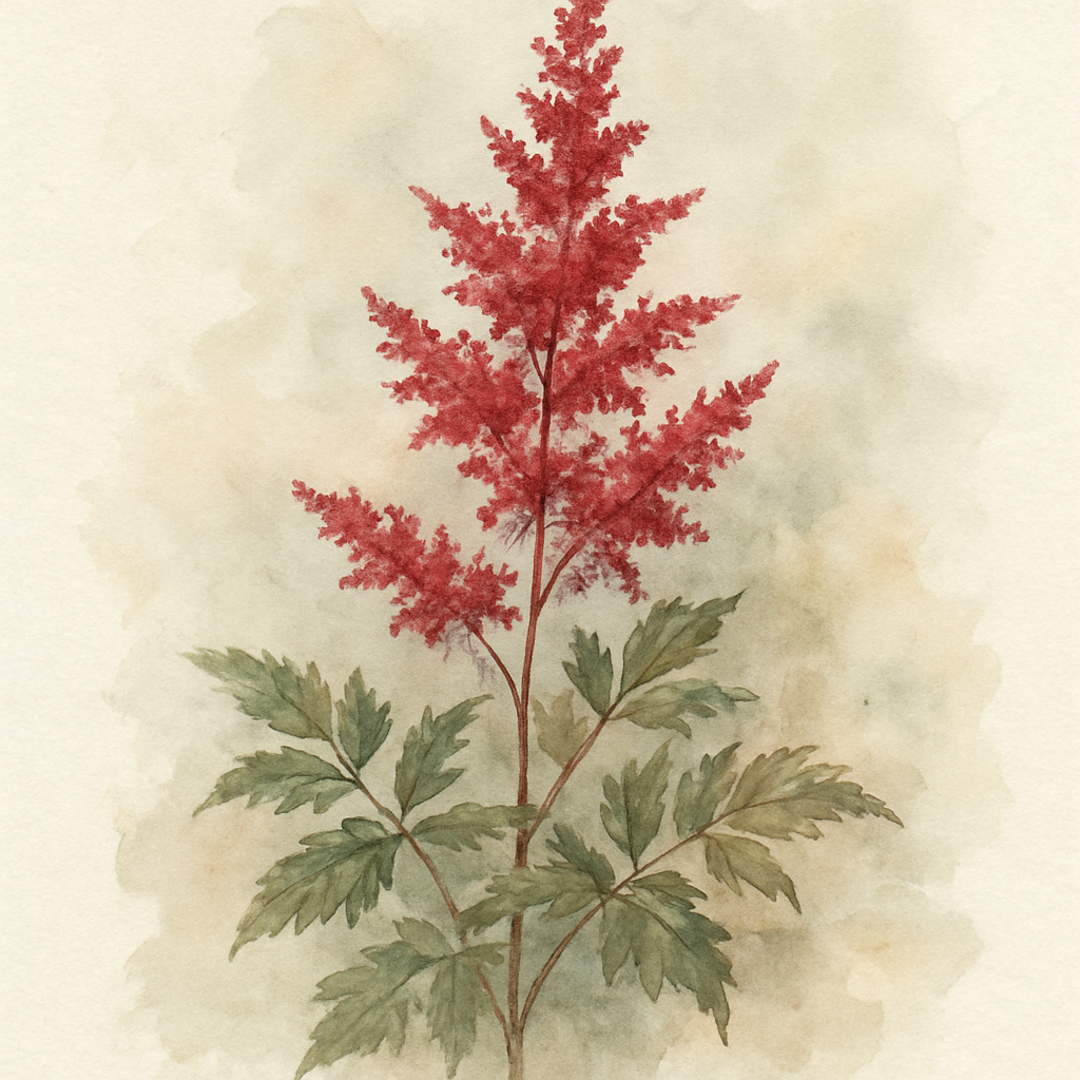 Astilbe arendsii