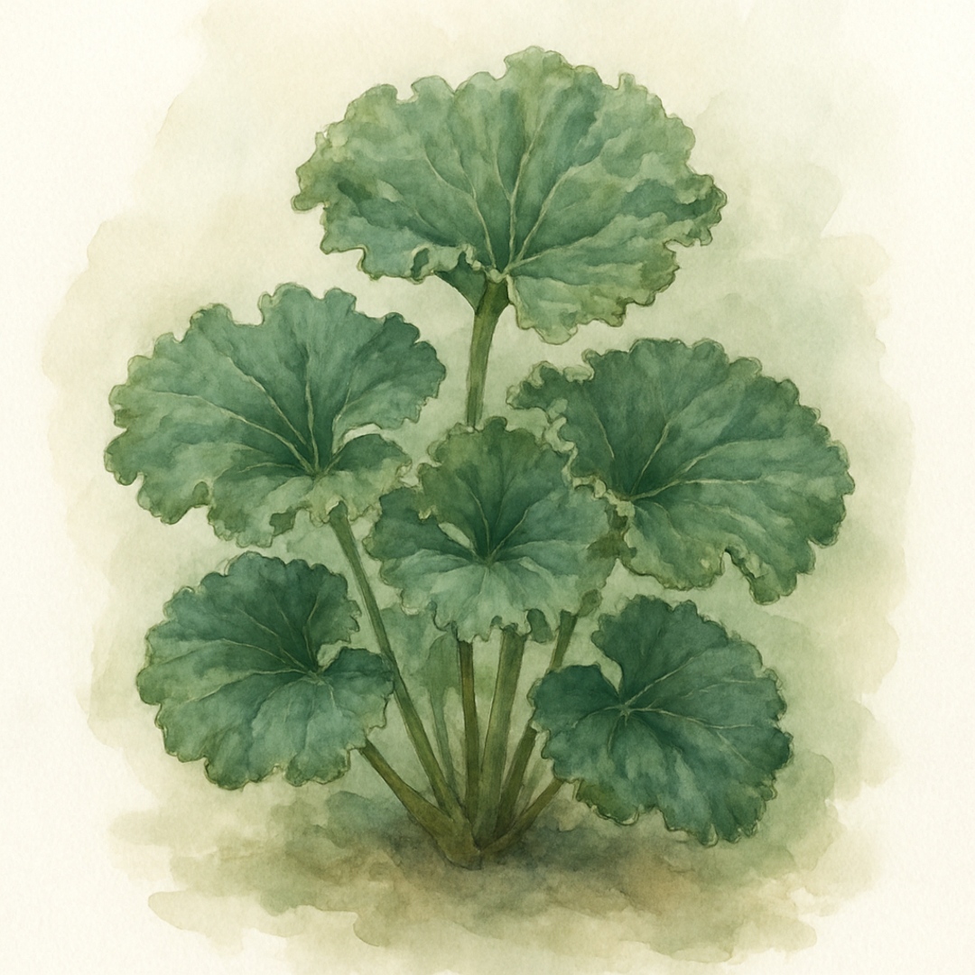 Farfugium japonicum ‘Crispatum’