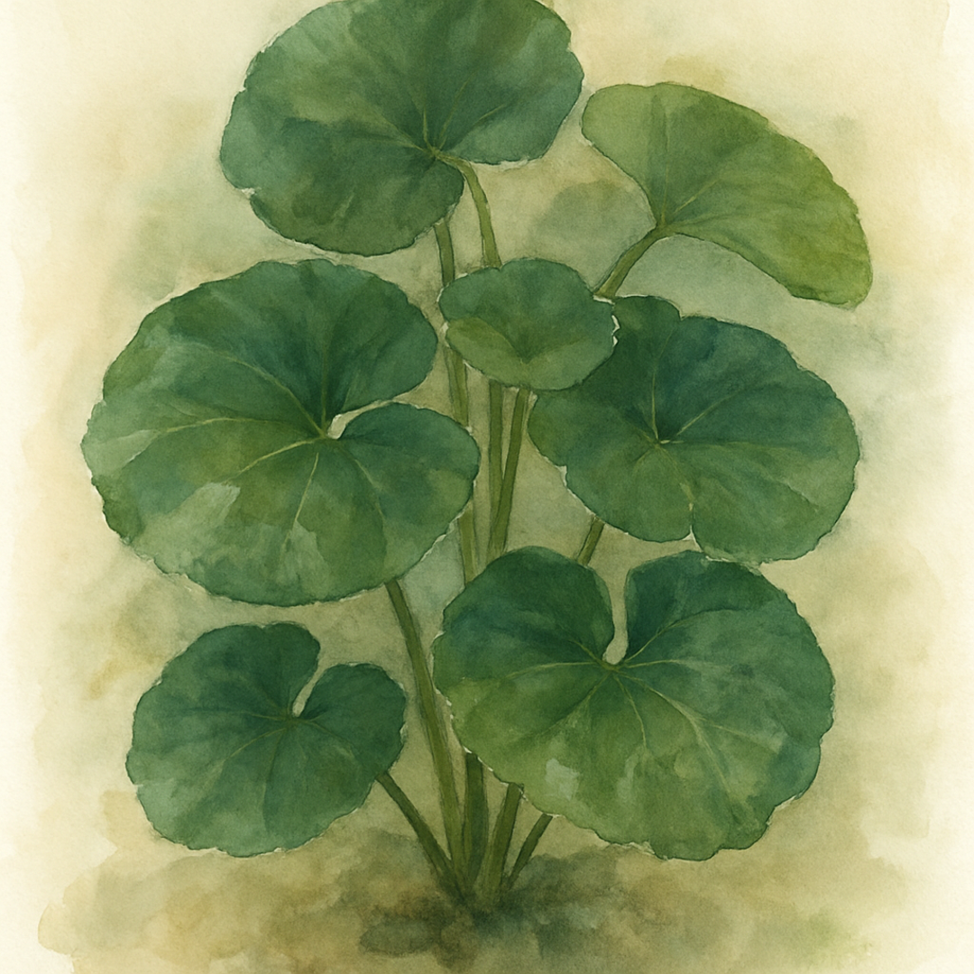 Farfugium japonicum ‘Giganteum’