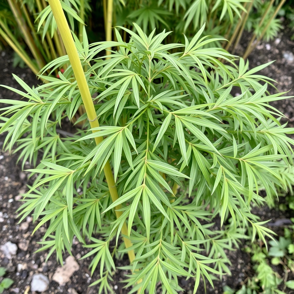 FARGESIA MURIELIAE 'ELIAS' (Dwarf Umbrella)
