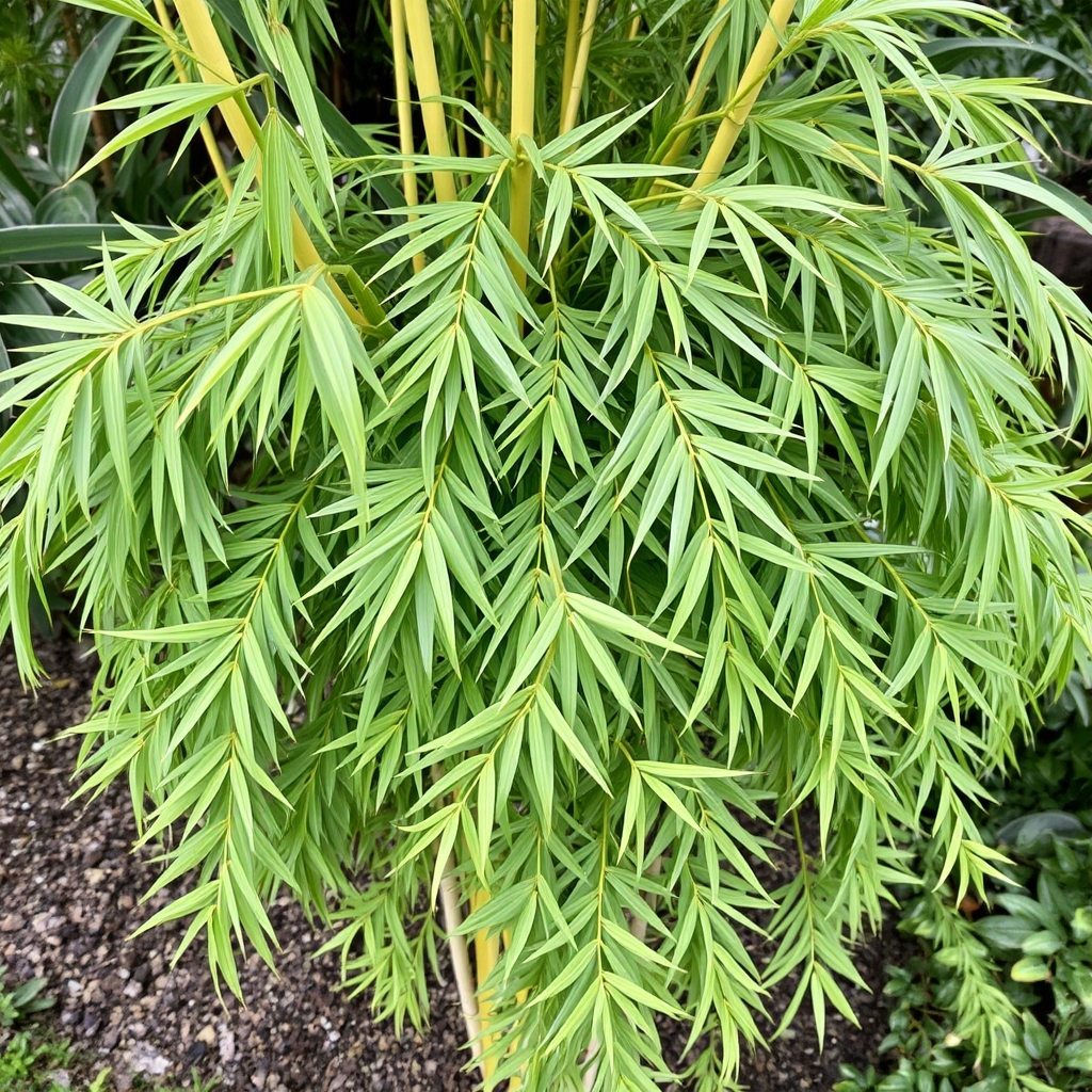 FARGESIA MURIELIAE 'Umbrella Bamboo'
