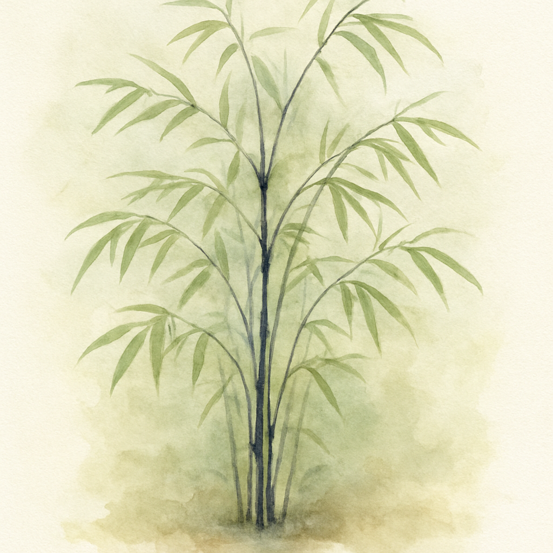 Fargesia nitida