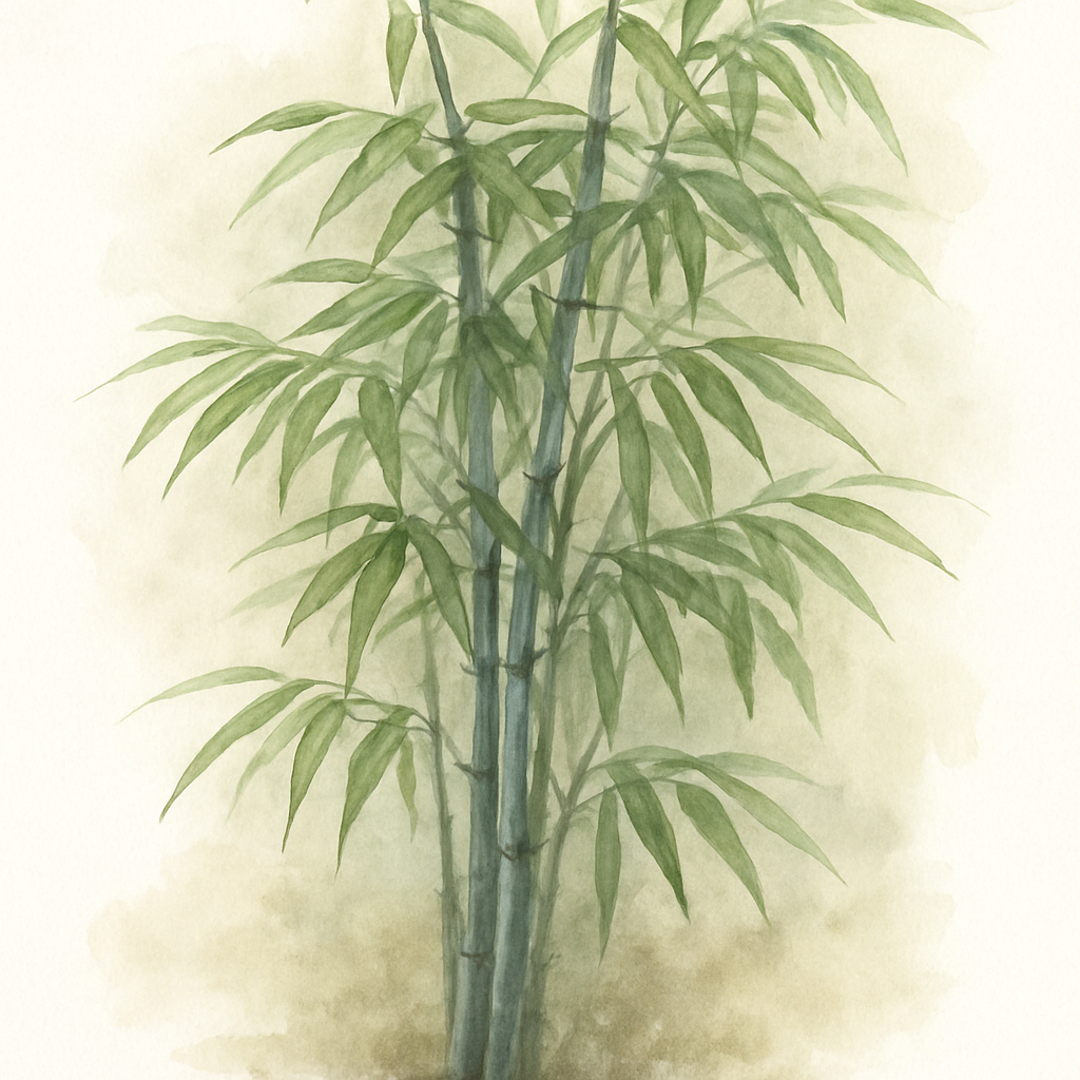 Fargesia papyrifera