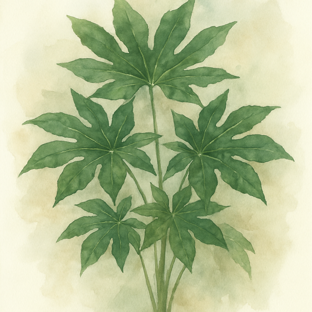 Fatsia japonica