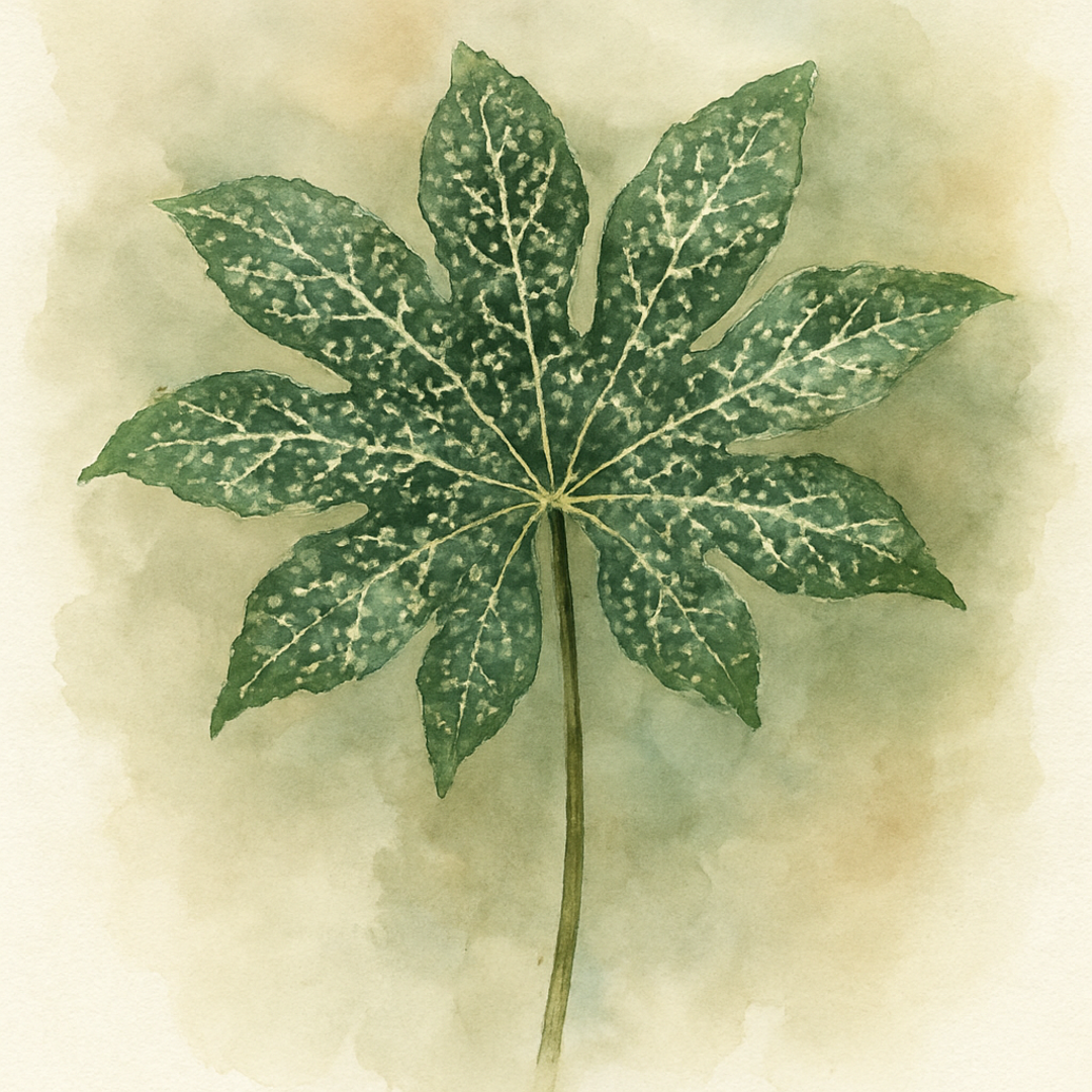 Fatsia japonica 'Spider's Web' Variegated Japanese Aralia