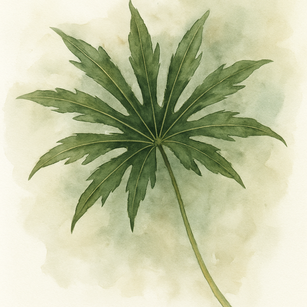 Fatsia polycarpa ‘Green Fingers’