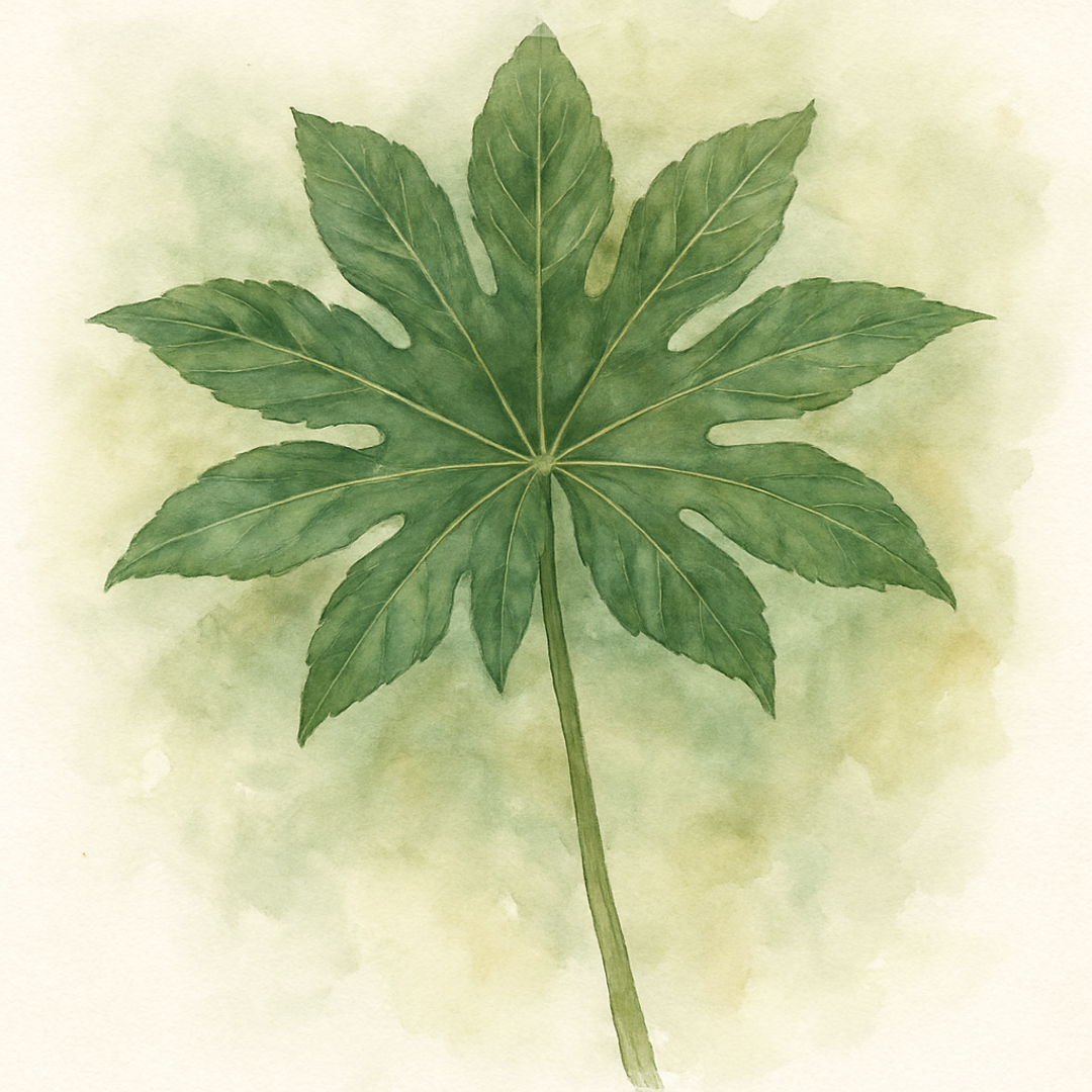 Fatsia polycarpa ‘Megafatsia’