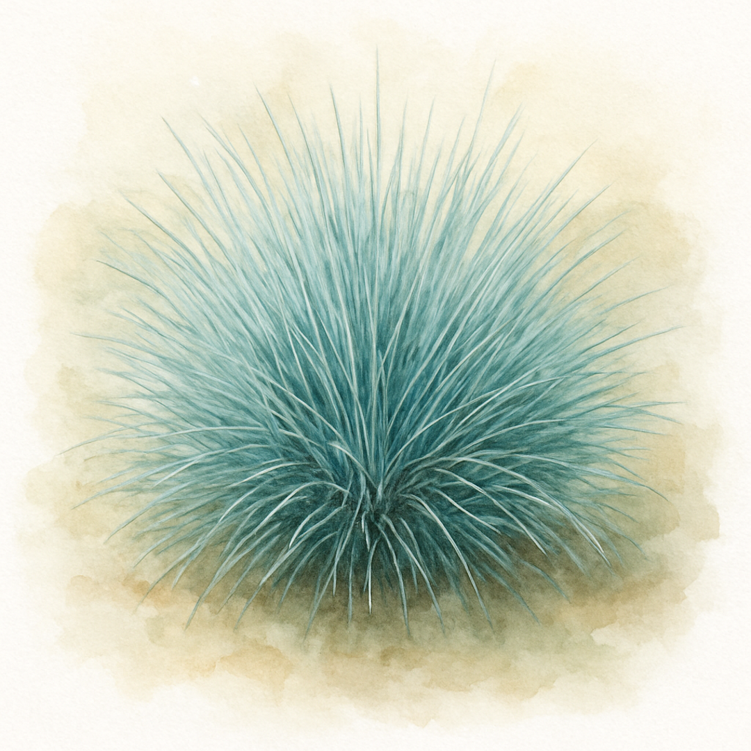 Festuca glauca Elijah Blue