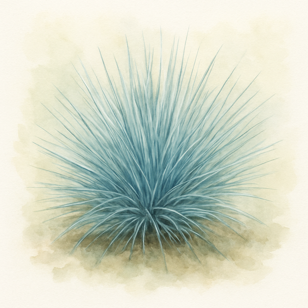 Festuca glauca Elijah Blue