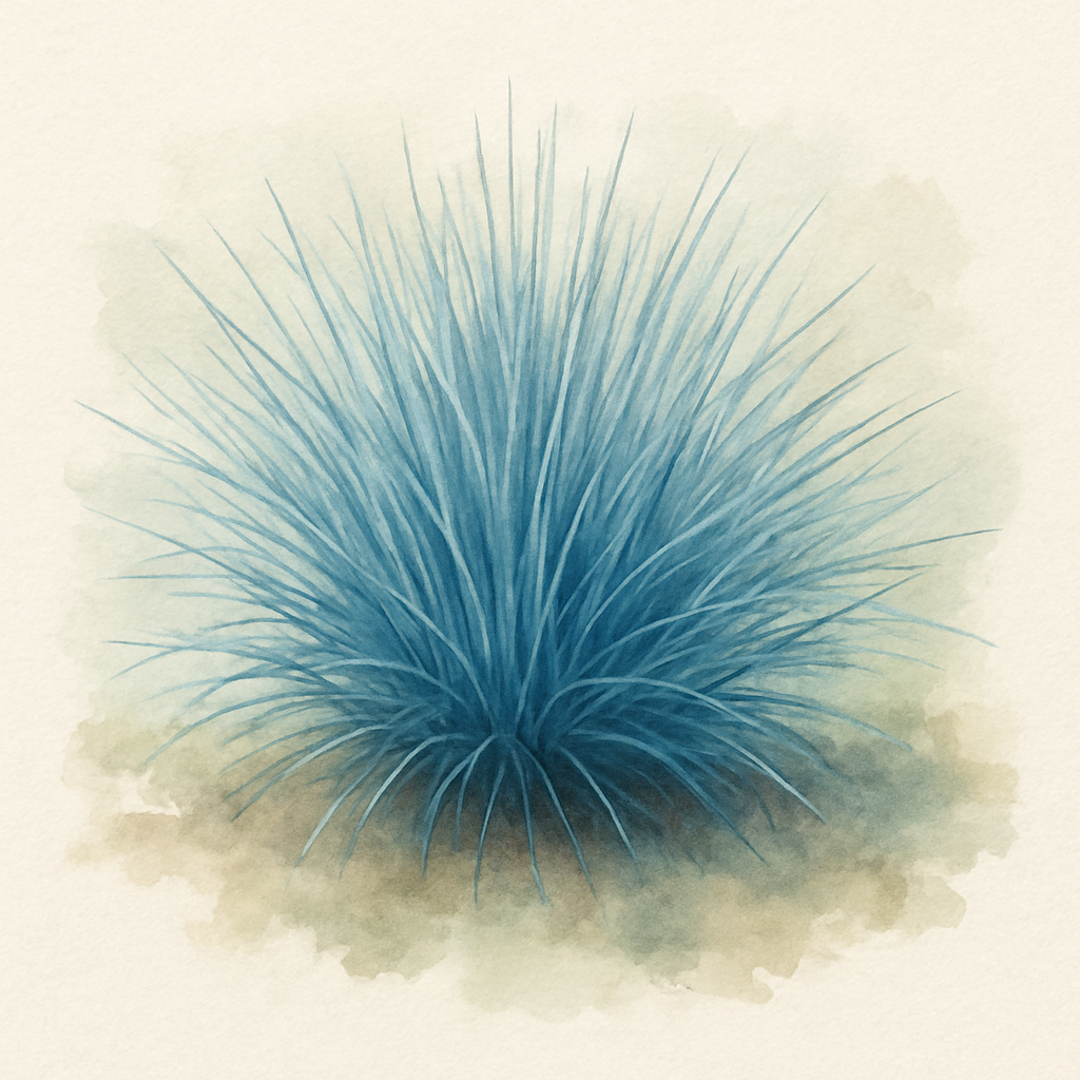 Festuca glauca Intense Blue