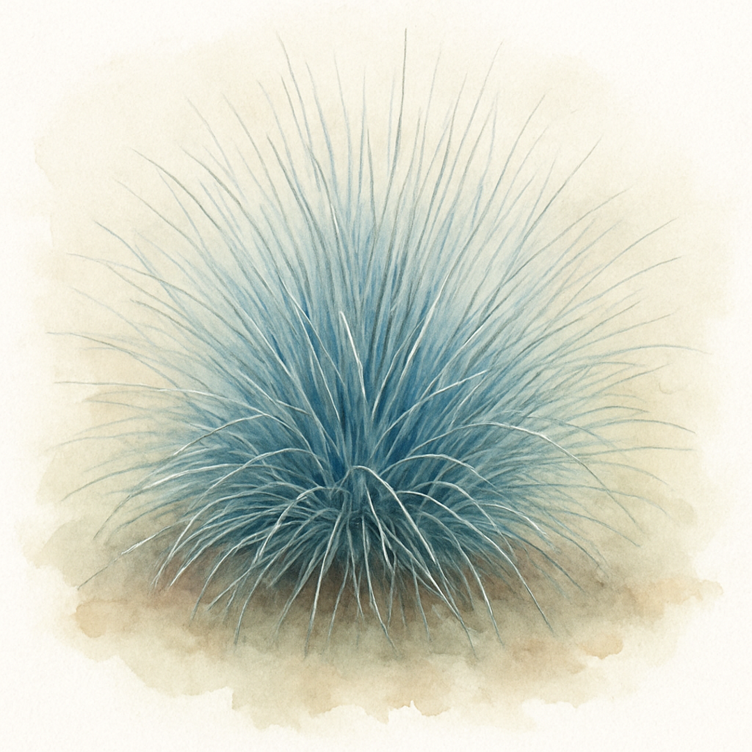 Festuca glauca