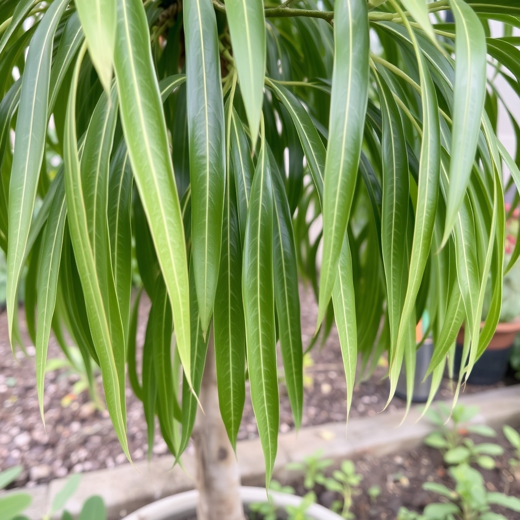 Ficus Alii HydroCare