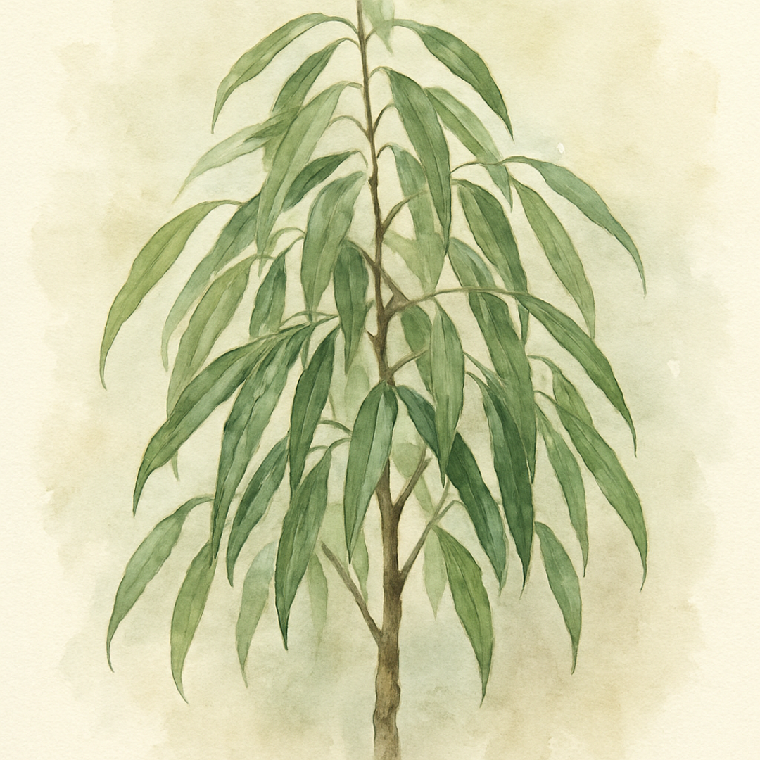 Ficus