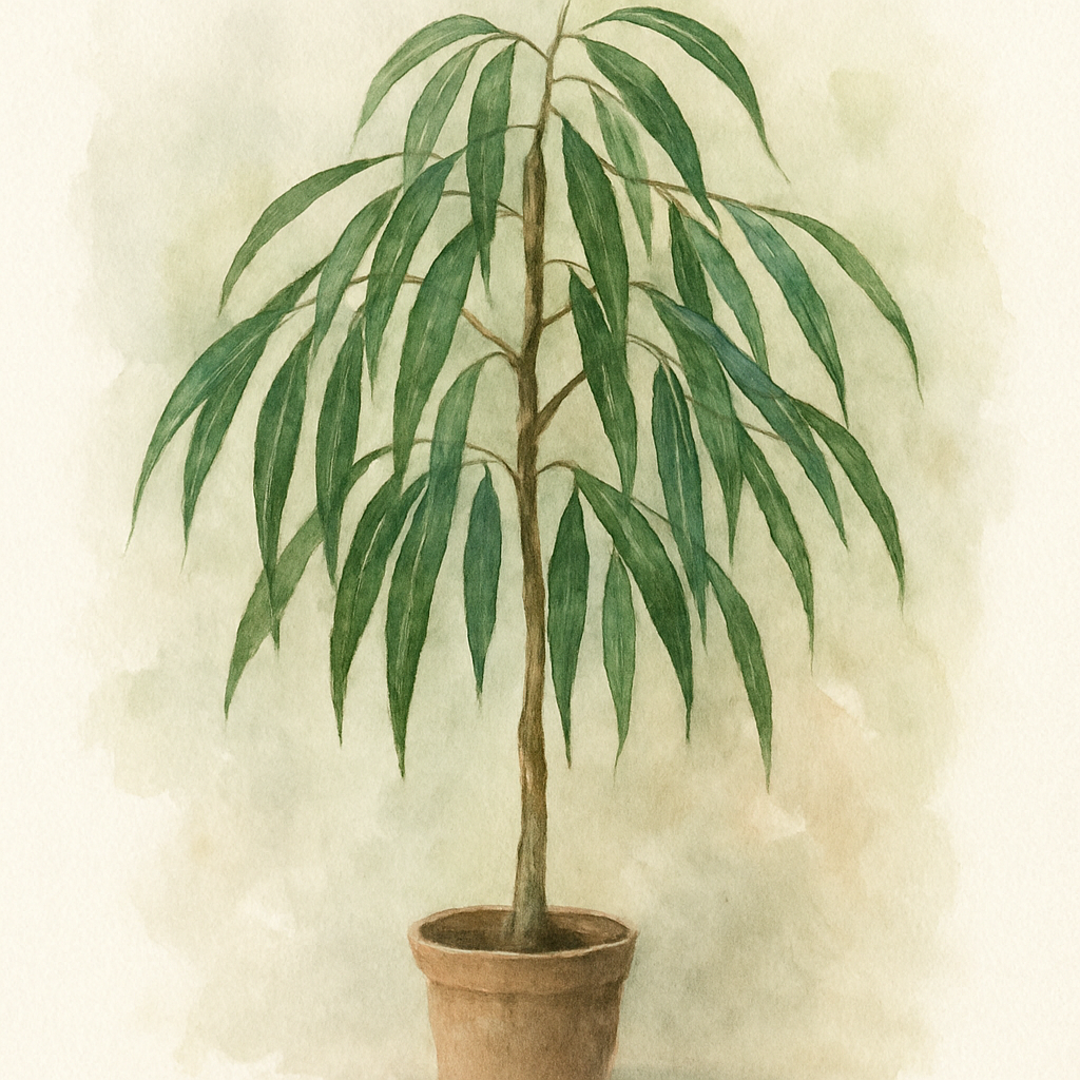 Ficus