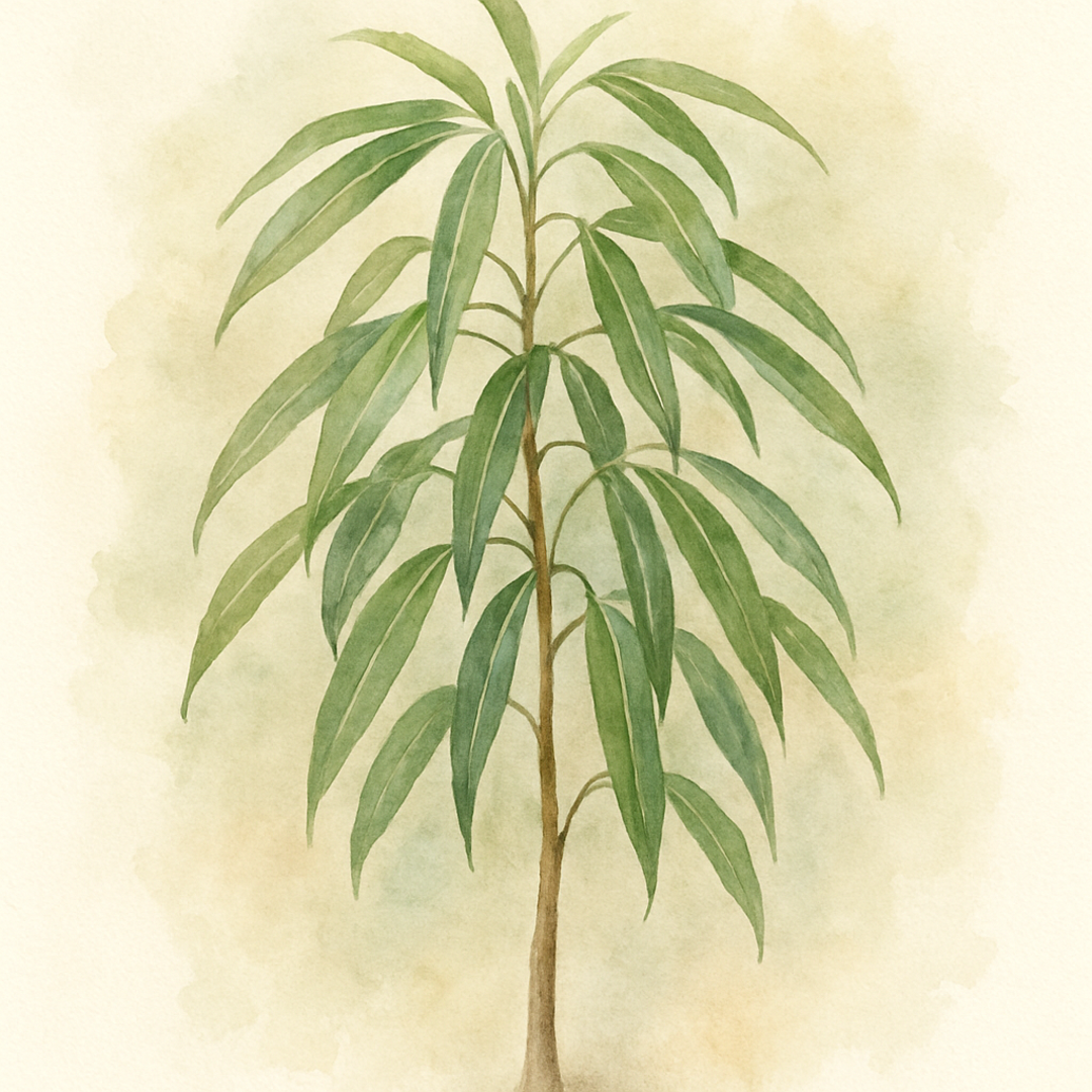 Ficus Alii