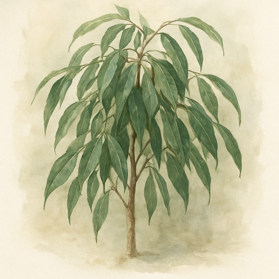 Ficus