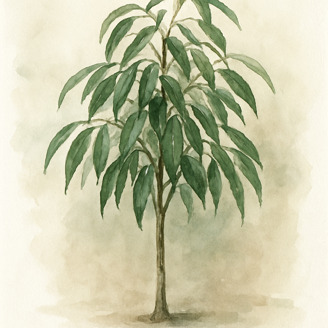 Ficus