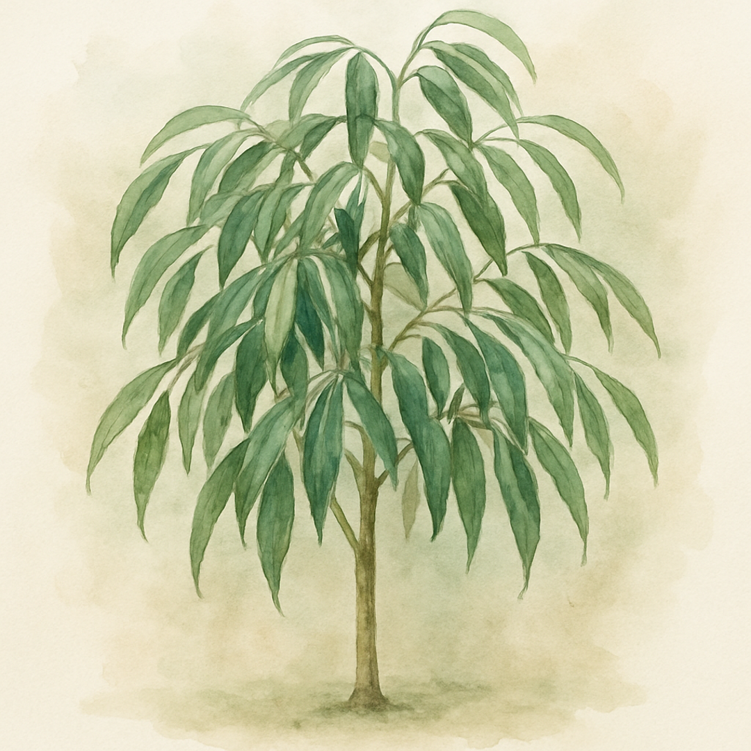 Ficus