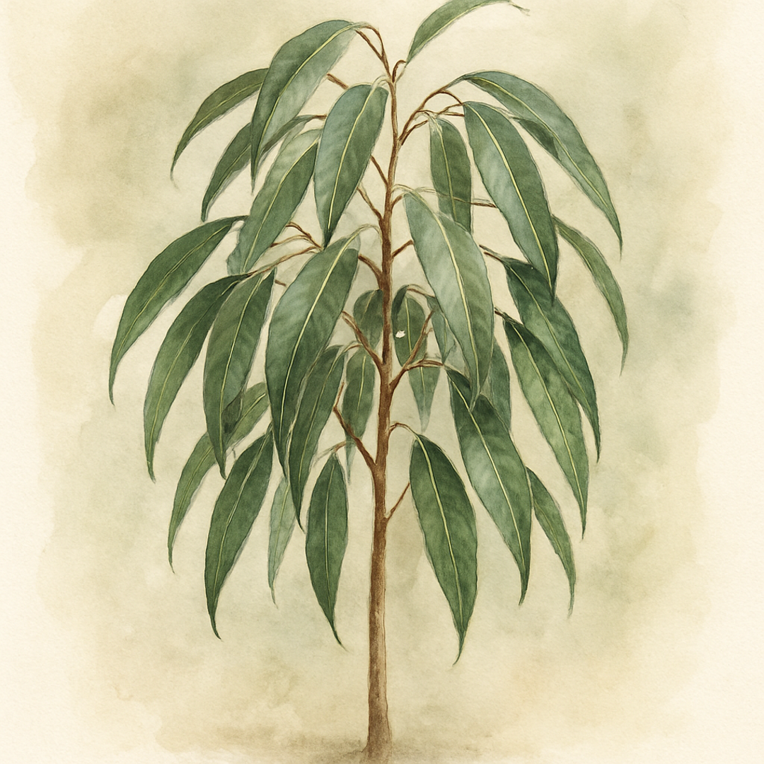 Ficus